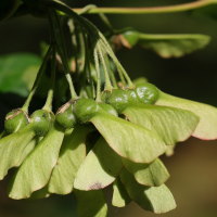 acer_opalus7md