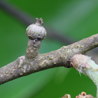 quercus_acutissima6md