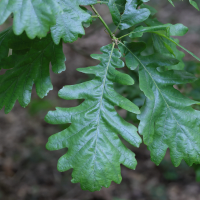 Quercus frainetto (Chêne de Hongrie)