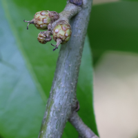 quercus_imbricaria5md