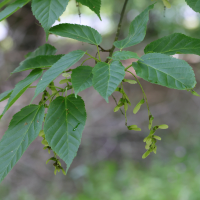 Acer davidii ssp grosseri var hersii (Érable à peau de serpent)