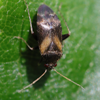 Psallus perrisi (Punaise)