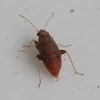 Psallus sp. (Punaise)