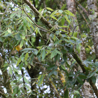 Quercus leucotrichophora (Chêne blanc de l'Himalaya)
