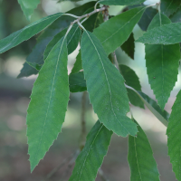 quercus_leucotrichophora2md