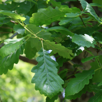 Quercus montana (Chêne-Châtaignier, Chêne du Montana)