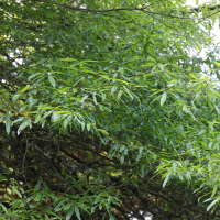 Quercus phellos (Chêne à feuille de saule)