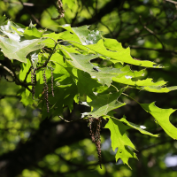 Quercus velutina (Chêne des teinturiers, Chêne velouté, Chêne noir)