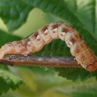 erannis_defoliaria_ch7md (Erannis defoliaria)