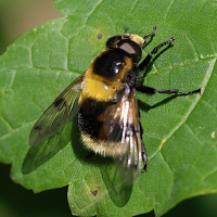 volucella_bombylans4md (Volucella bombylans)