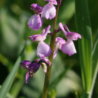 anacamptis_morio9md (Anacamptis morio)