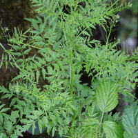 cardamina_impatiens3md (Cardamine impatiens)