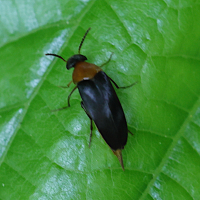 Mordellochroa abdominalis (Mordelle facile)