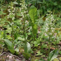 platanthera_chlorantha4md