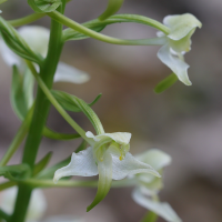 platanthera_chlorantha5md