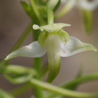 platanthera_chlorantha6md