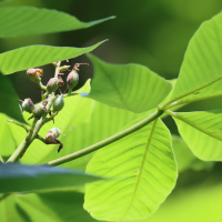 aesculus_flava4bd (Aesculus flava)