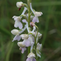 anacamptis_morio10bd (Anacamptis morio)