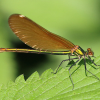 calopteryx_virgo_virgo5bd (Calopteryx virgo ssp. virgo)