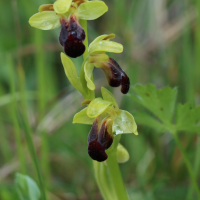 ophrys_fusca4bd