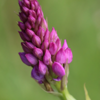 anacamptis_pyramidalis7bd (Anacamptis pyramidalis)