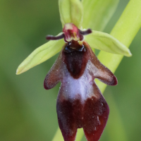 ophrys_insectifera6bd