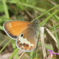 coenonympha_arcaania4bd (Coenonympha arcania)