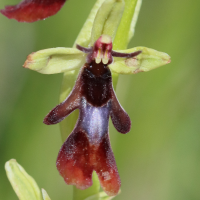 ophrys_insectifera7bdjpg