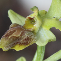 ophrys_sphegodes5bd