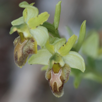 ophrys_sphegodes6bd