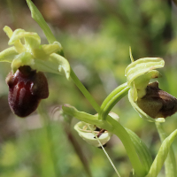 ophrys_sphegodes7bd