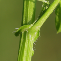 cardamine_impatiens5md