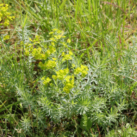Euphorbia seguieriana (Euphorbe de Seguier)