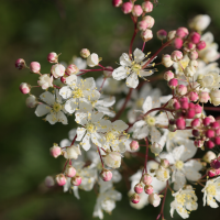 filipendula_vulgaris2md