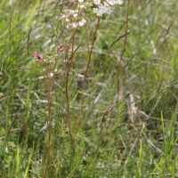 filipendula_vulgaris4md