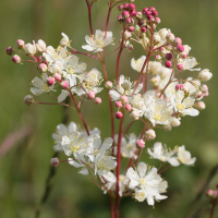 filipendula_vulgaris5md