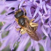 halictus_scabiosae7md