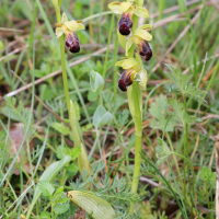 ophrys_fusca5md