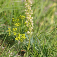 Orchis anthropophora (Homme pendu)