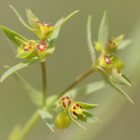 Euphorbia exigua (Euphorbe fluette, Euphorbe exiguë)