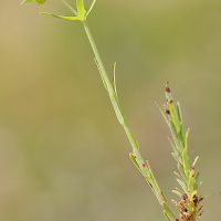 euphorbia_exigua2md