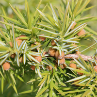 juniperus_communis4md