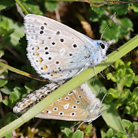 lysandra_bellargus6md