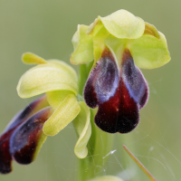 ophrys_fusca6md