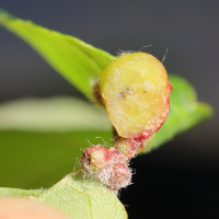 pediaspis_aceris_galle10md