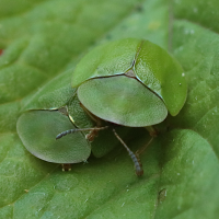 cassida_viridis4bd (Cassida viridis)