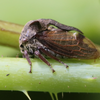 centrotus_cornutus2bd (Centrotus cornutus)