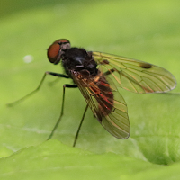 chrysopilus_cristatus3bd (Chrysopilus cristatus)