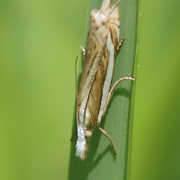 crambus_pascuella3bd (Crambus pascuella)