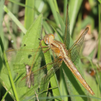 crocothemis_erythraea8bdjpg (Crocothemis erythraea)